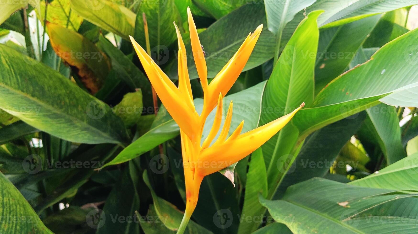 Heliconia psittacorum flower is an ornamental plant. photo