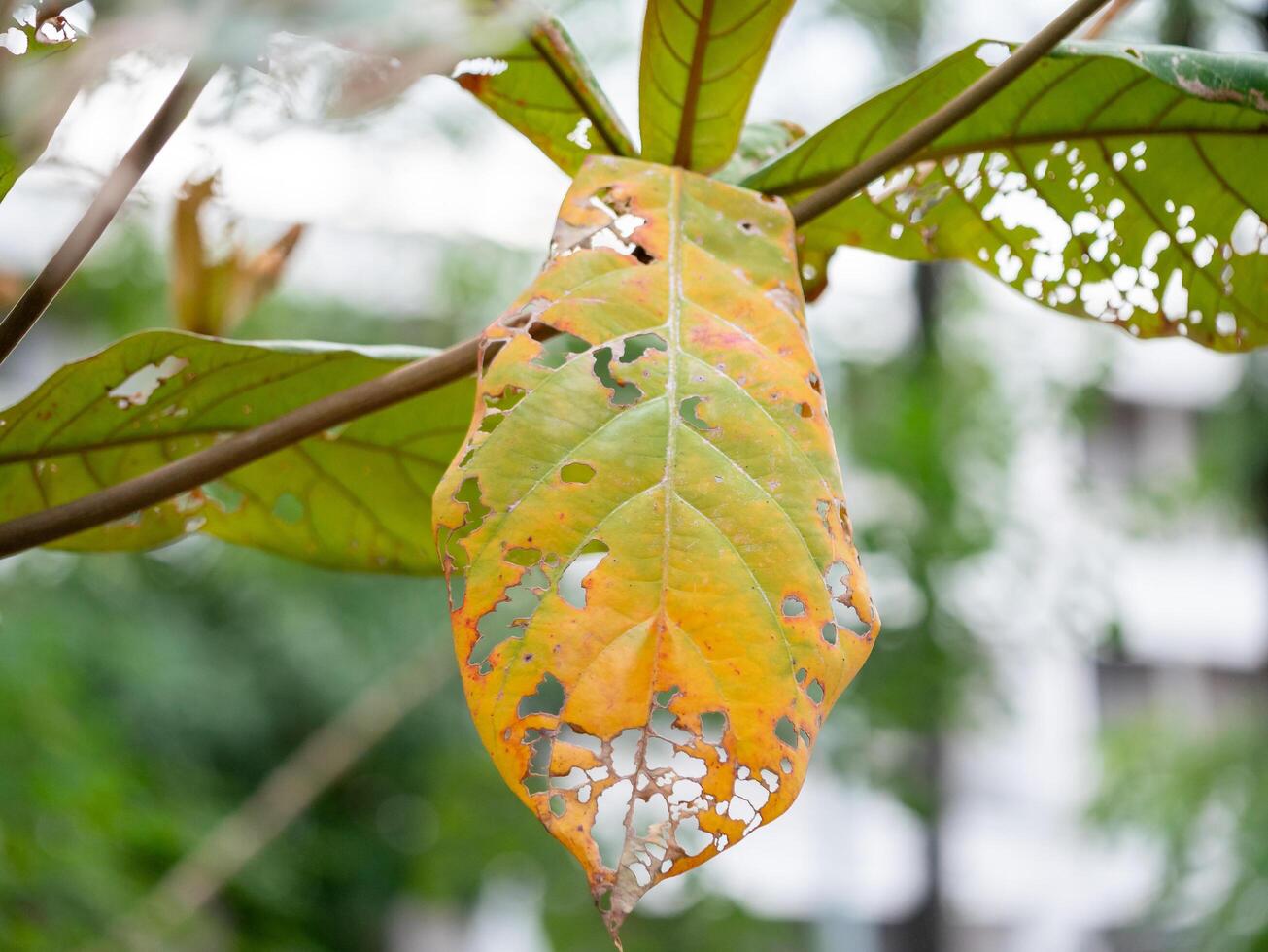 Decaying leaf close-up urban greenery nature outdoor macro perspective life cycle insights photo