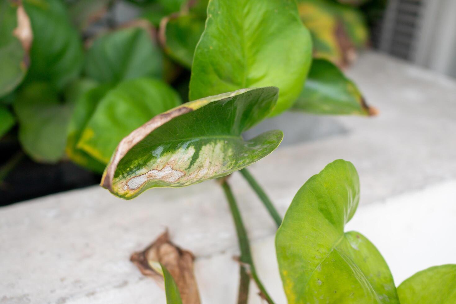 Caring for indoor plants pothos leaf care home gardening tips bright environment close-up view plant health photo