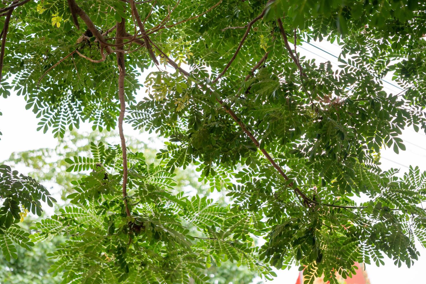 Sunlit greenery lush tree canopy urban park nature vibrant environment close-up view photo