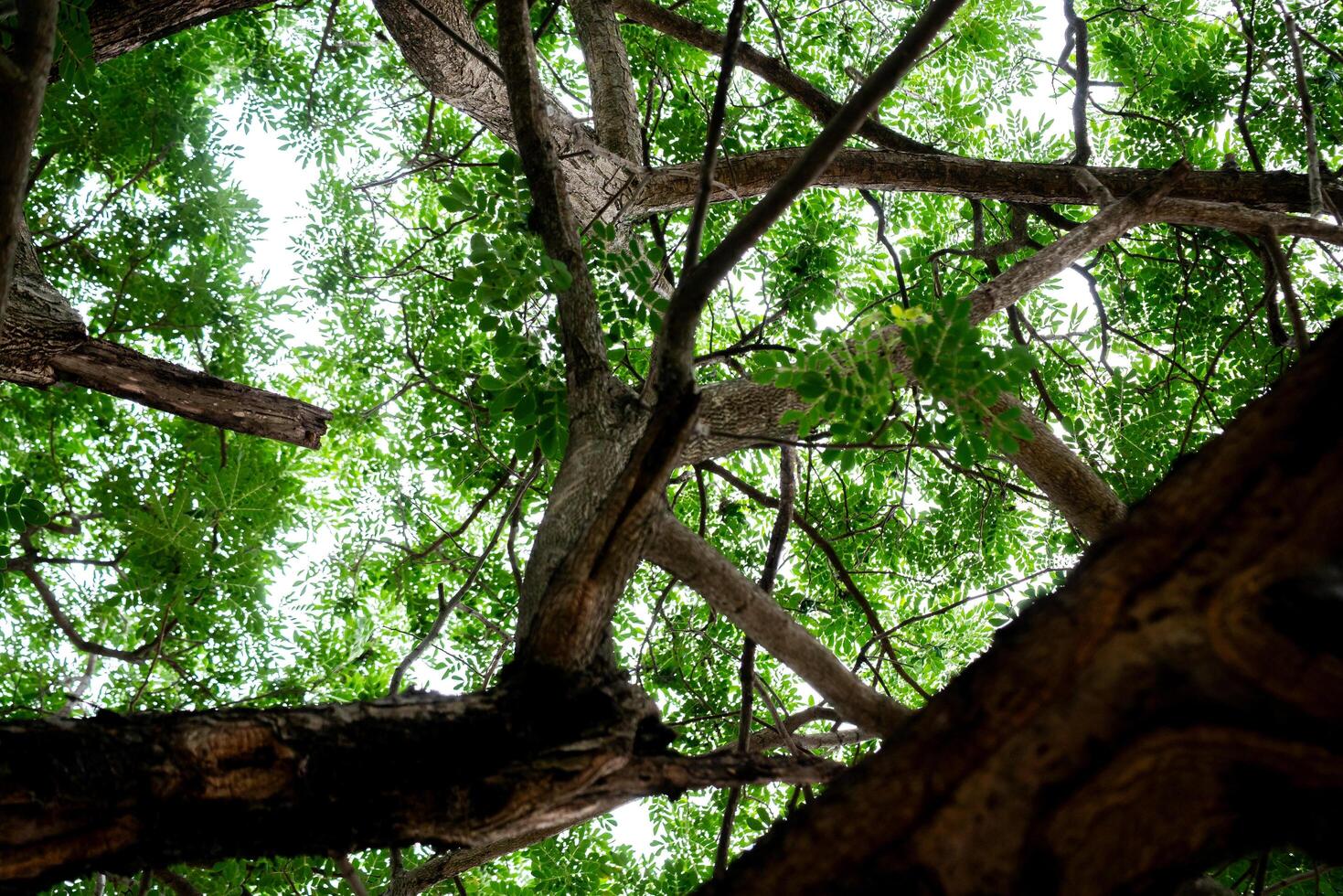 Exploring nature's canopy a unique perspective of trees forest greenery upward view serenity photo
