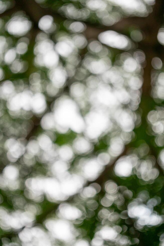 Nature scene outdoor blurred green leaves forest close-up calm environment for relaxation photo