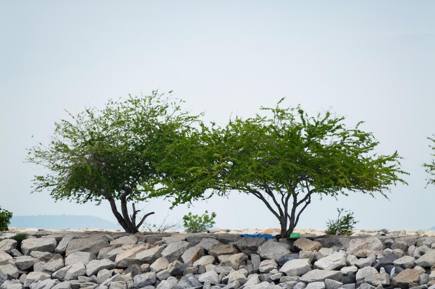 Scenic nature view of trees rocky shoreline landscape outdoor serenity photo