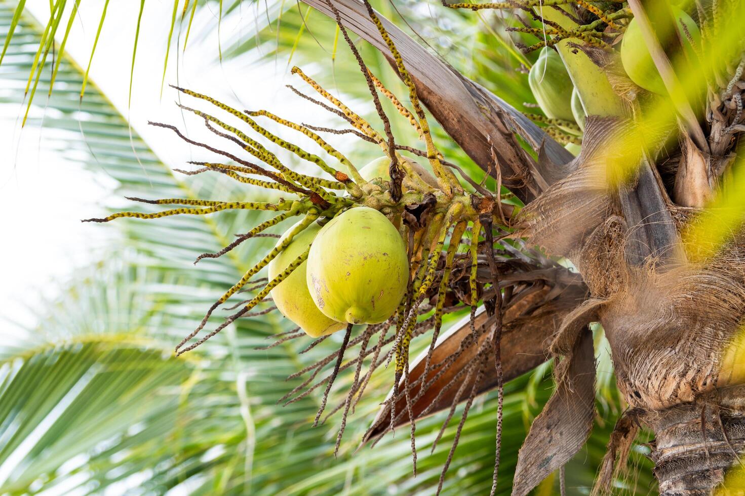 Harvesting green coconuts in tropical paradise nature lush environment up-close view photo