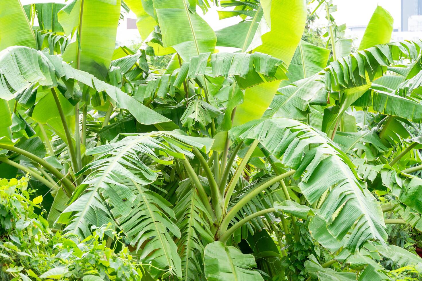 Lush green foliage display botanical garden plant life tropical environment close-up nature's beauty photo