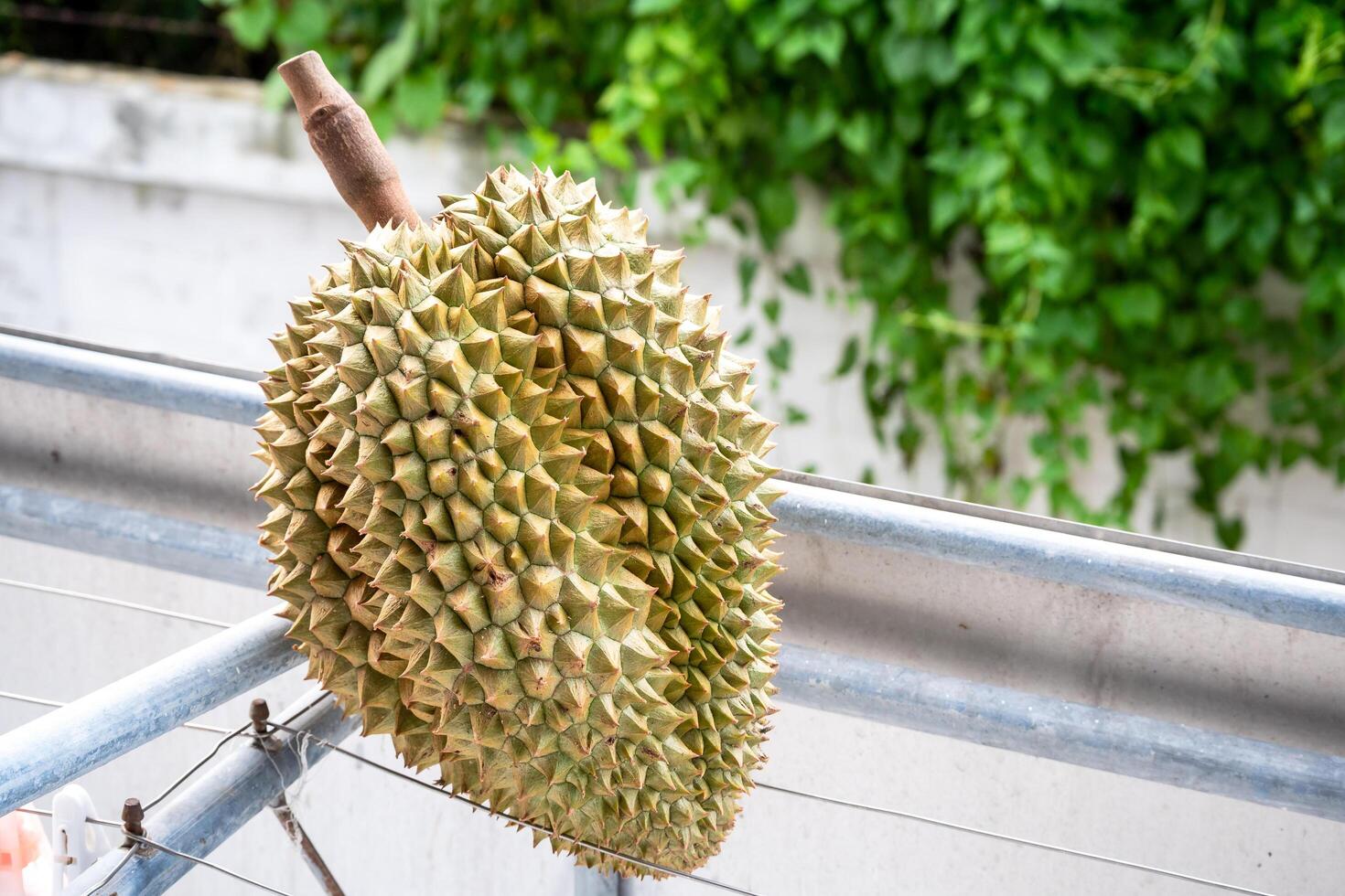 Durian fruit harvesting in southeast asia agriculture tropical environment close-up view unique cuisine photo