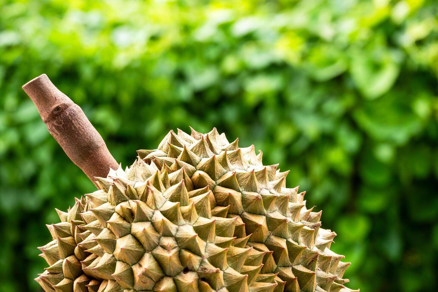 Harvesting durian fruits in tropical gardens close-up vibrant green background photo