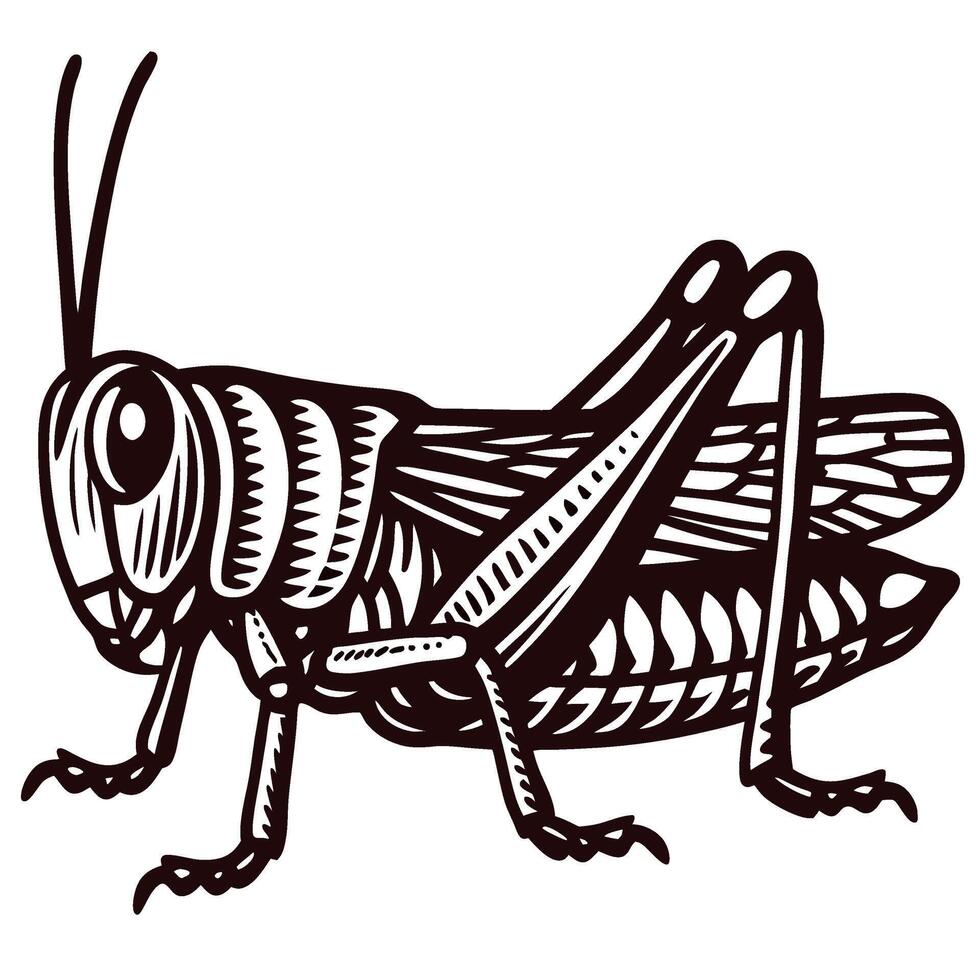 Detailed hand drawn grasshopper insect in vintage engraving isolated on white background illustration vector