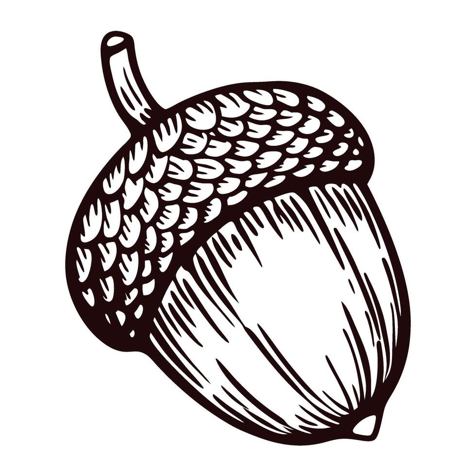 Hand drawn acorn isolated on white background vintage engraved sketch botanical illustration vector