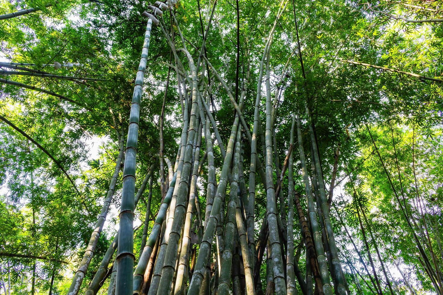Exploring bamboo forests nature's green oasis tranquil environment aerial view serenity of growth photo