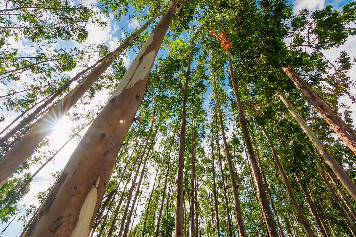 Majestic eucalyptus trees rising forest nature sunny environment ground-up viewpoint photo