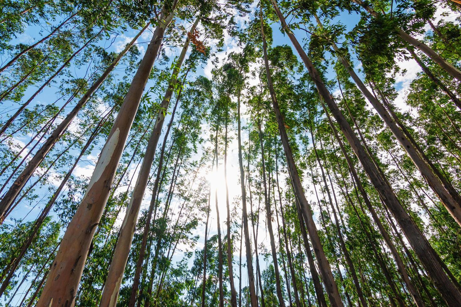 Sunlight filtering through eucalyptus trees forest nature outdoor low angle tranquil scene photo