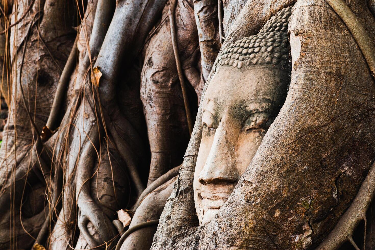 Ancient buddha head enveloped by tree roots ayutthaya historical art natural setting close-up nature's embrace photo