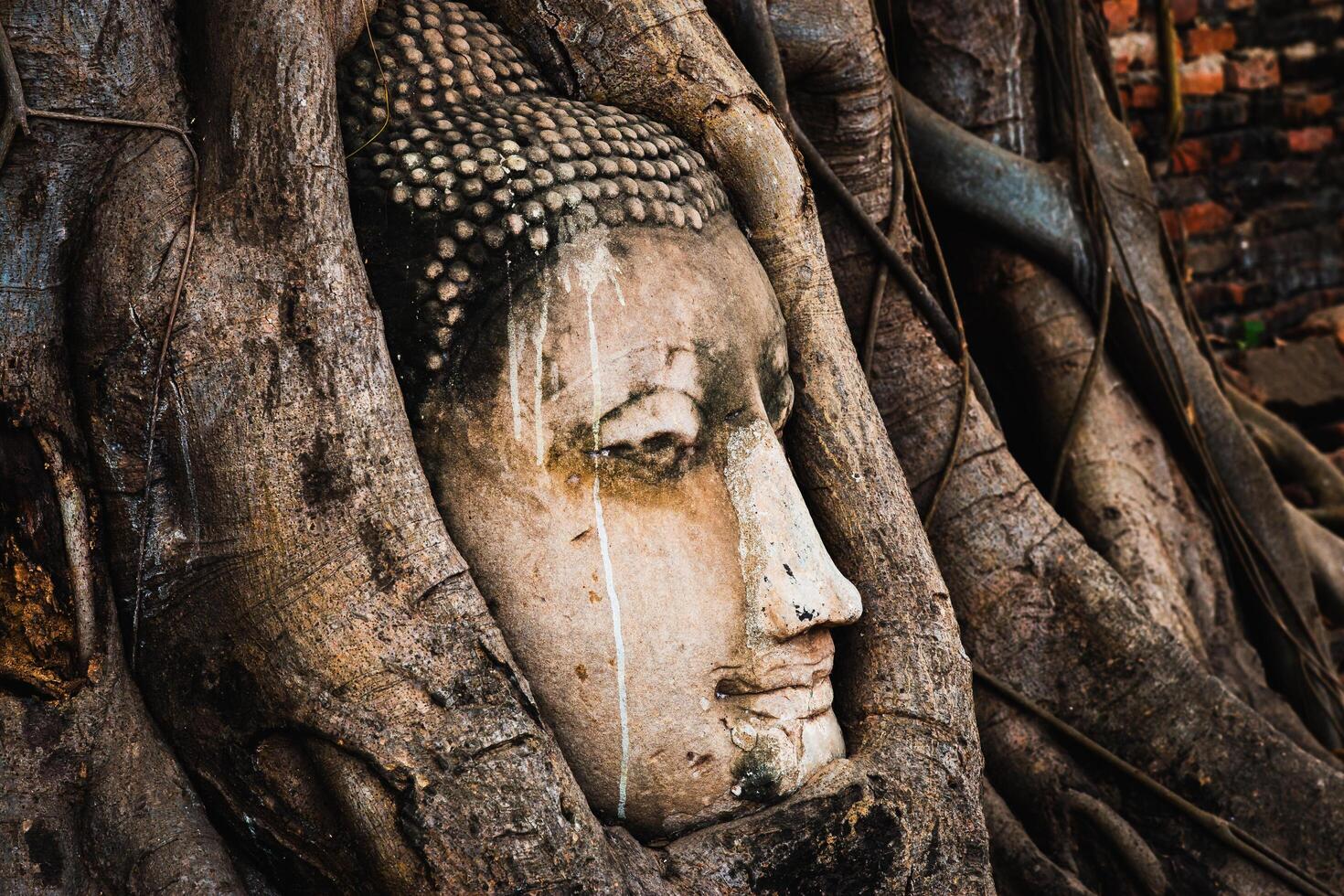 Buddha head embraced by banyan tree roots ayutthaya thailand nature serene environment photo