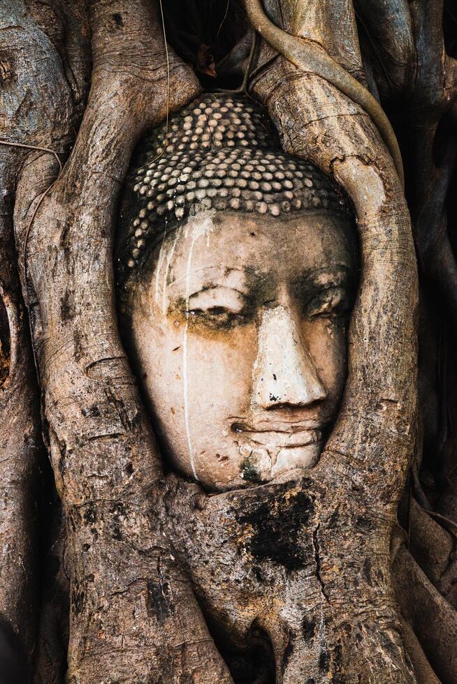 Ancient buddha head surrounded by tree roots in ayutthaya thailand cultural nature scene photo