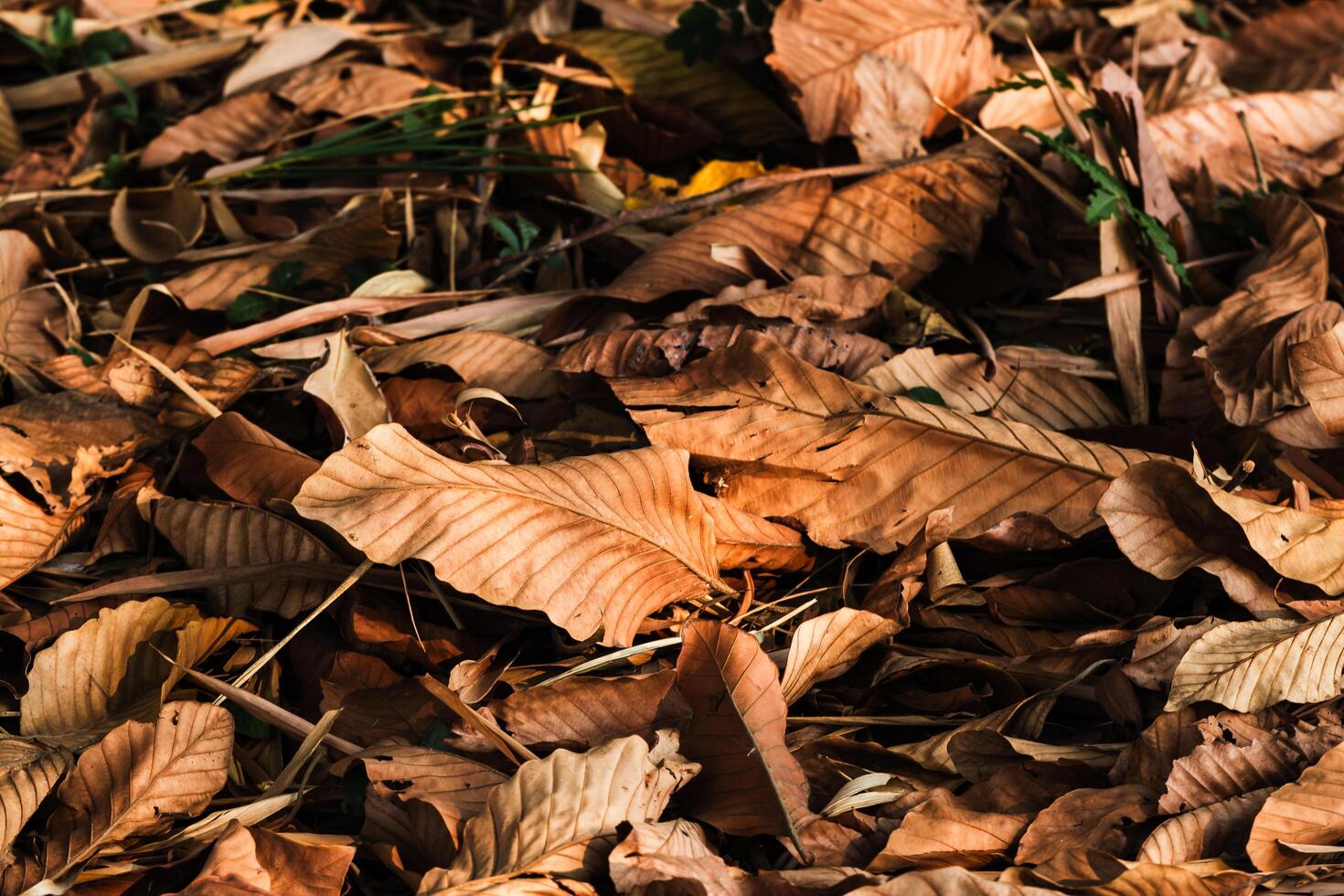 Gathering leaves autumn colors forest floor nature tranquil environment close-up view photo