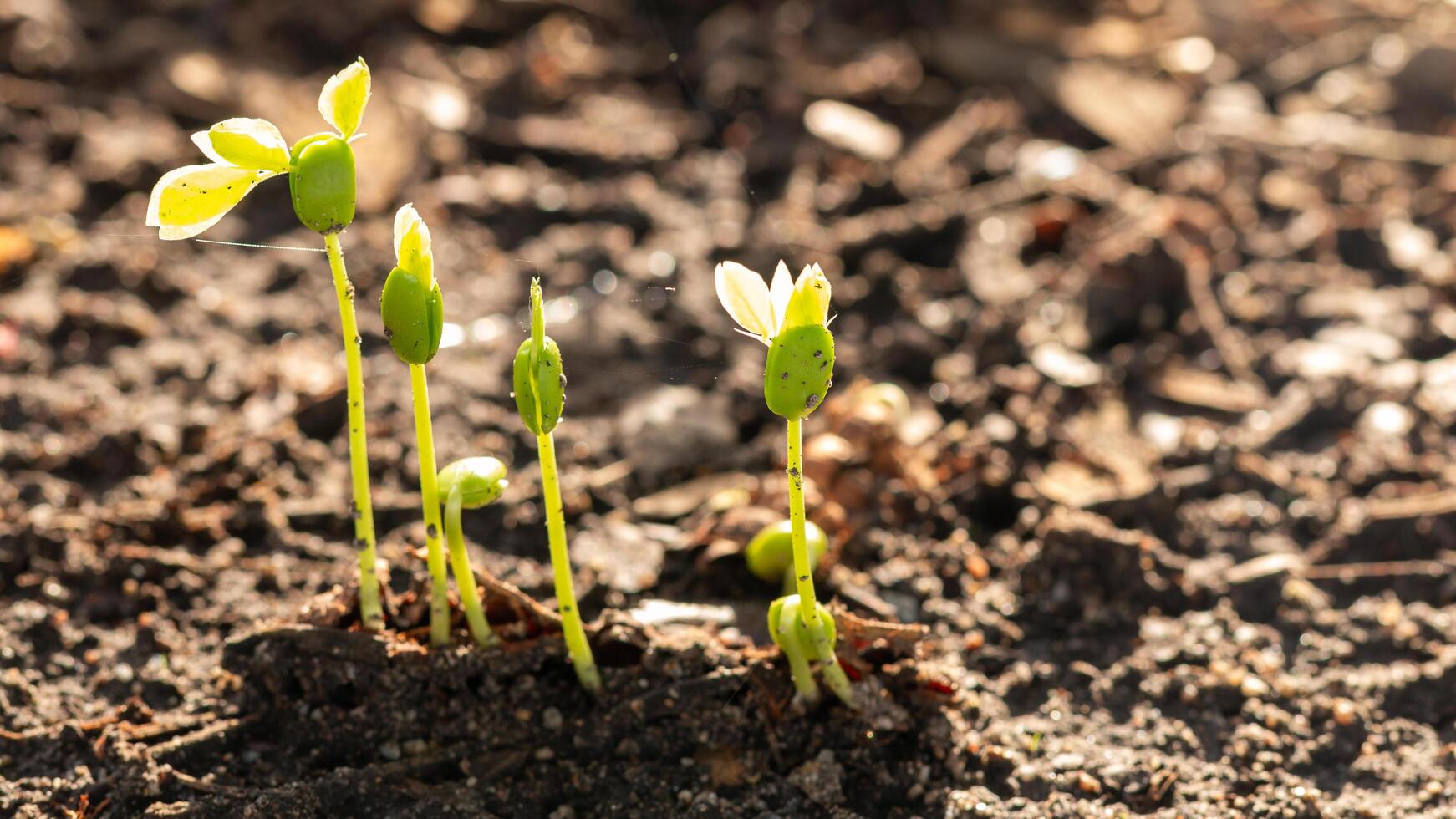 New plant growth garden soil nature sunlit environment close-up view life cycle concept photo