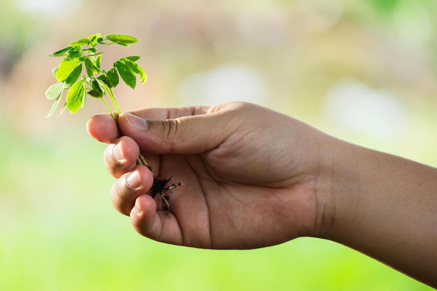 Nurturing nature young hands planting a small tree outdoor garden close-up view green environment photo