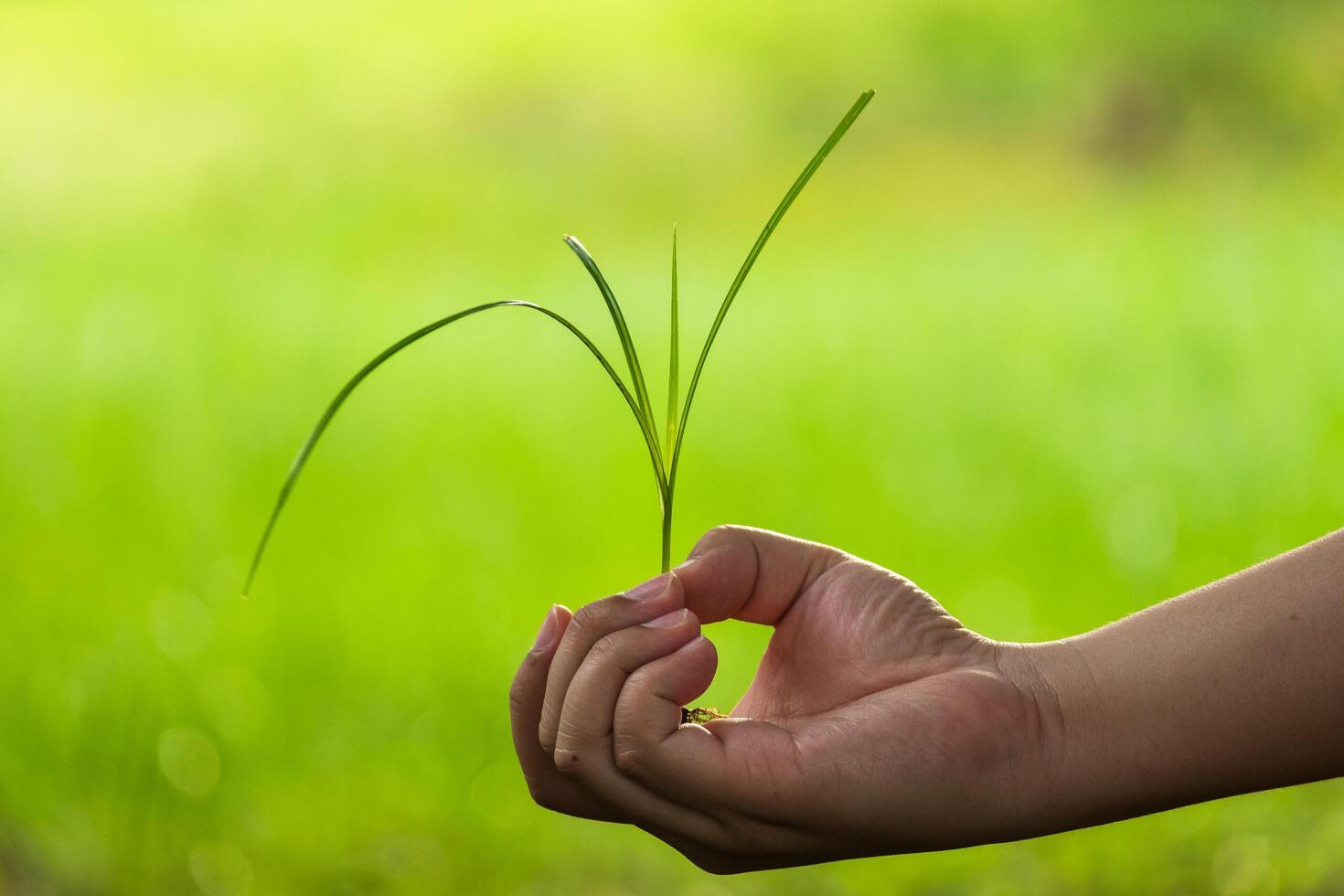 Cultivating green growth hand holding grass sprout in lush nature setting outdoor environment close-up view photo
