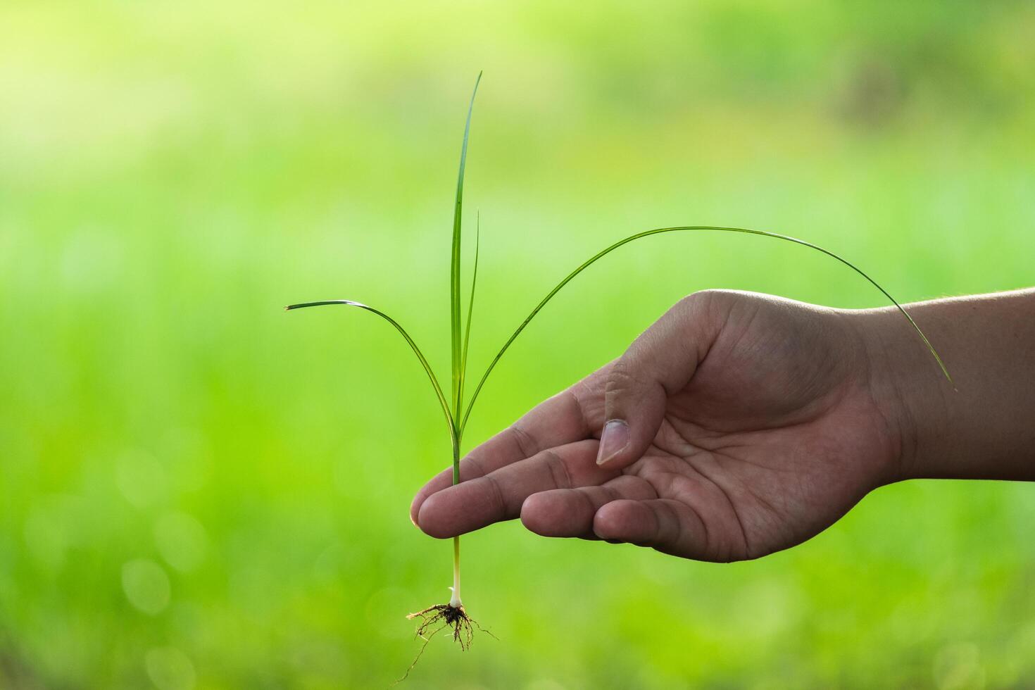 Hand holding fresh sprout nature green background close-up growth concept photo