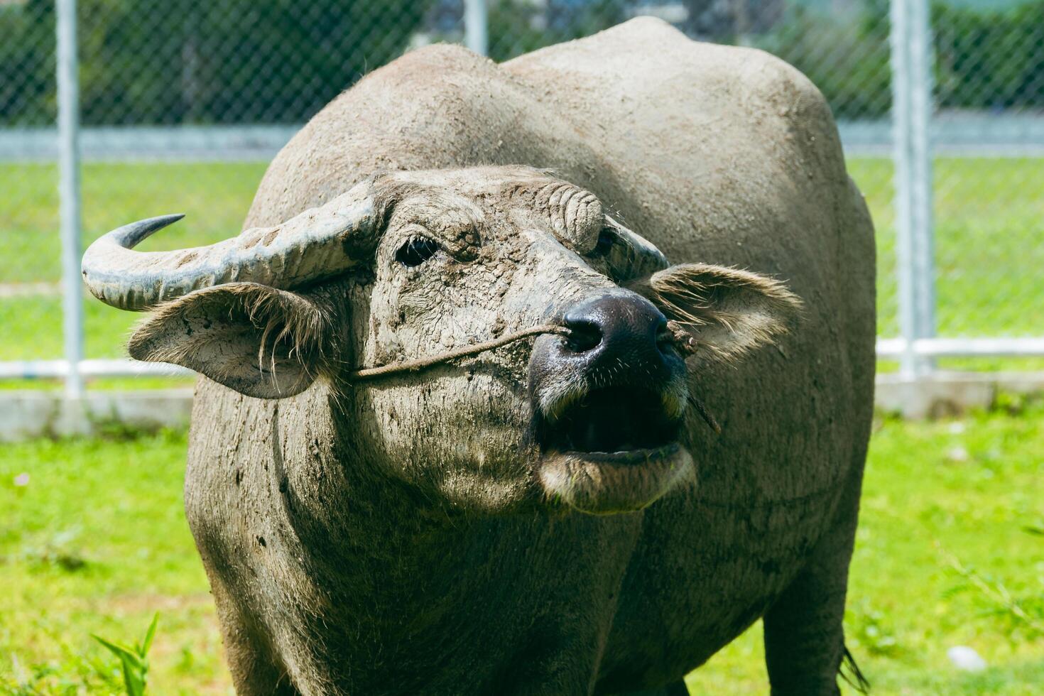 Buffalo grazing in lush green pasture rural farm animal natural setting close-up view wildlife behavior photo