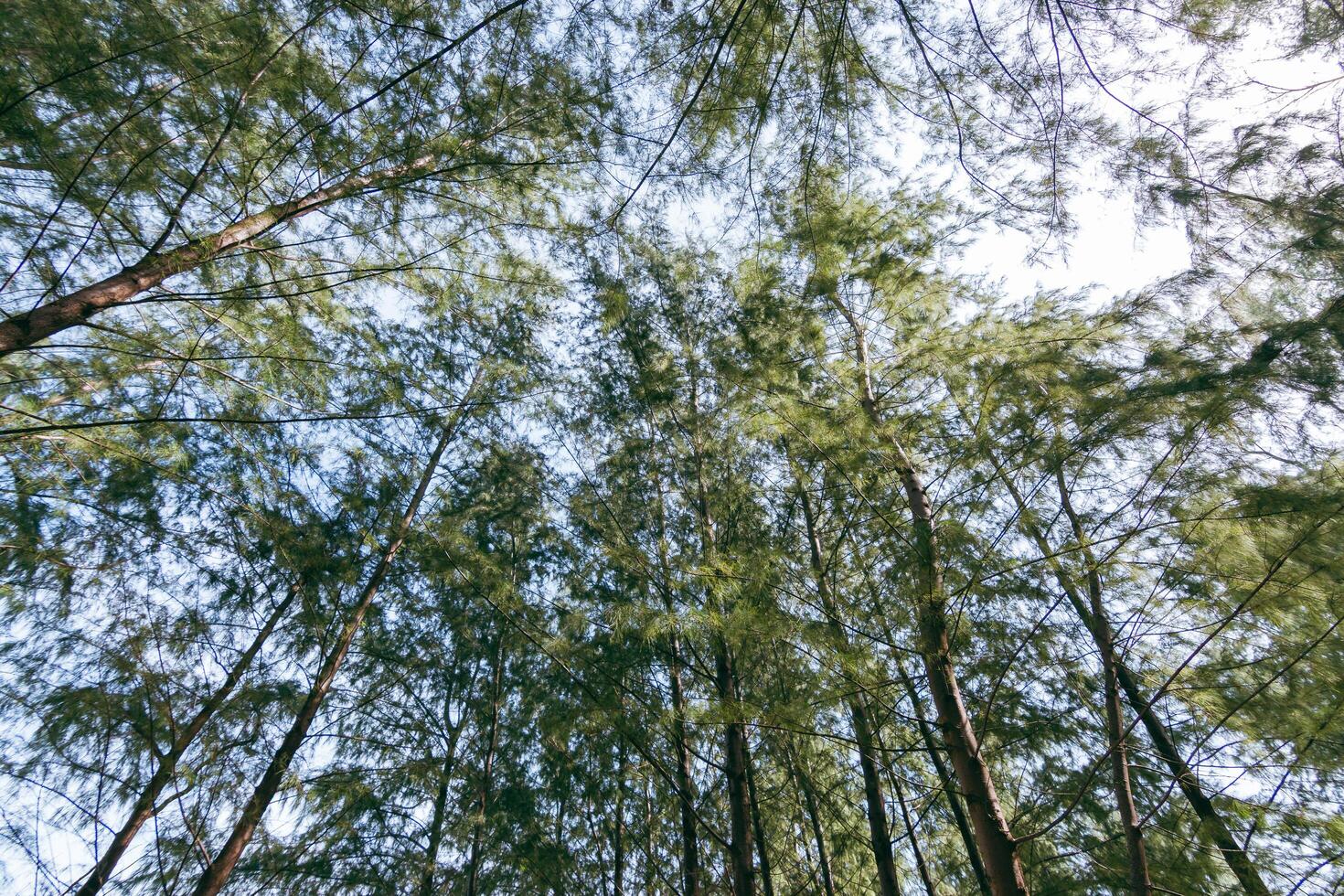 Tall pine trees reaching skyward forest nature tranquil environment upward view serenity photo