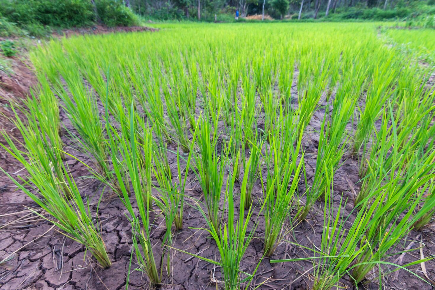 Growing rice in lush fields rural area nature vibrant environment wide angle agriculture concept photo