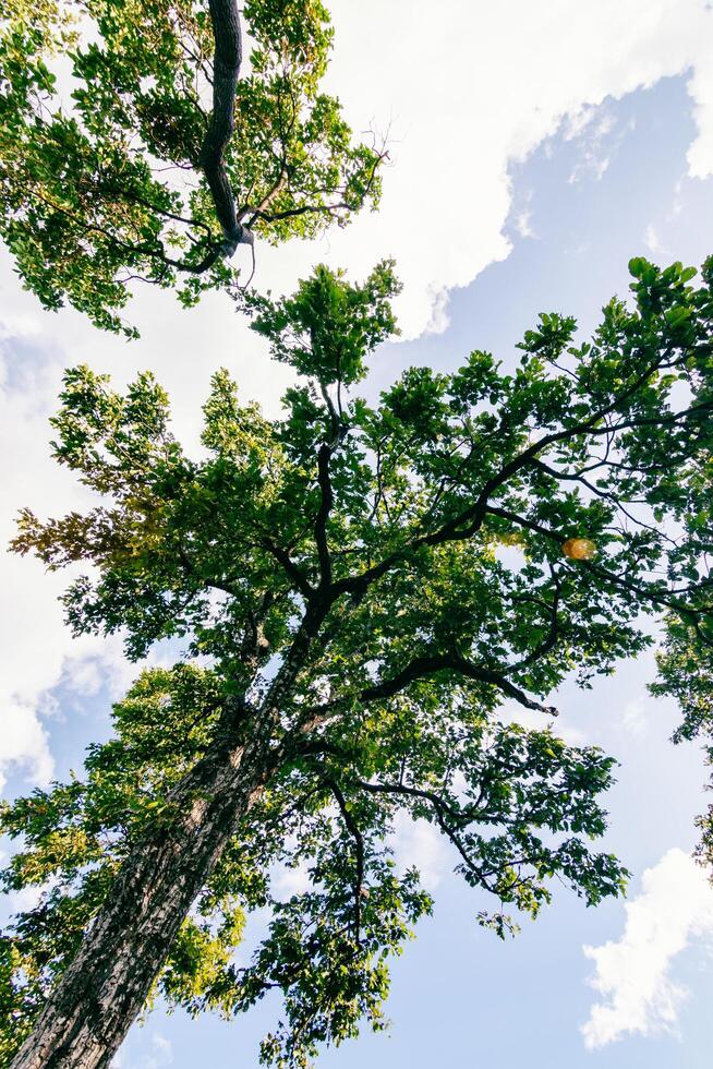 Looking up at lush trees against a bright sky nature scene outdoor environment serene atmosphere photo