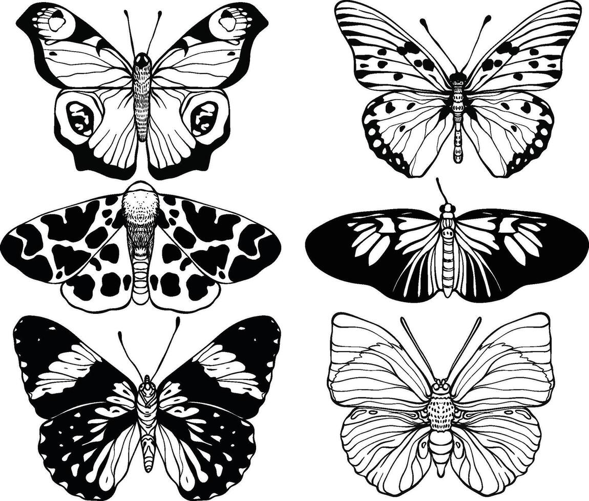 hand drawn butterfly vector