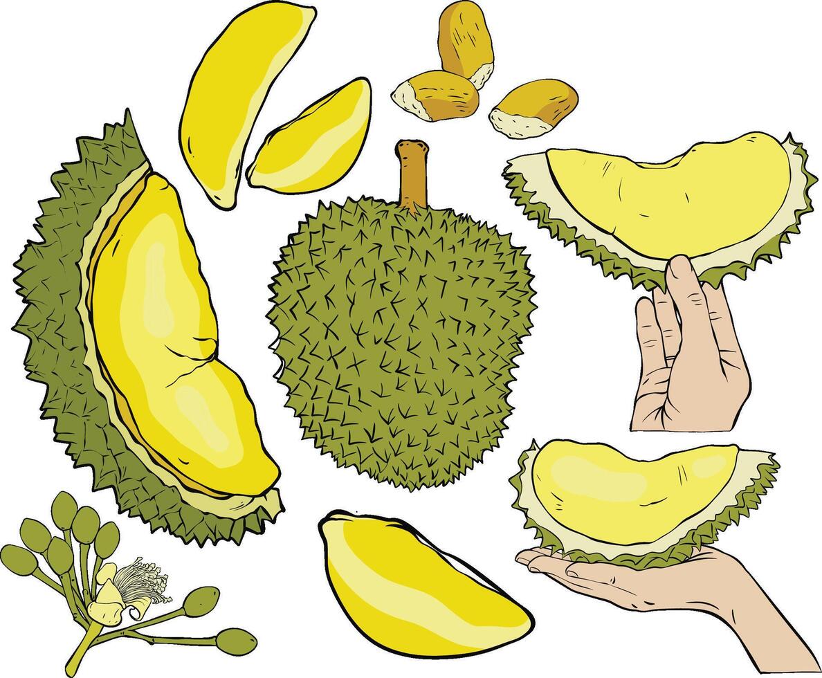 High quality hand drawn durian illustration set vector