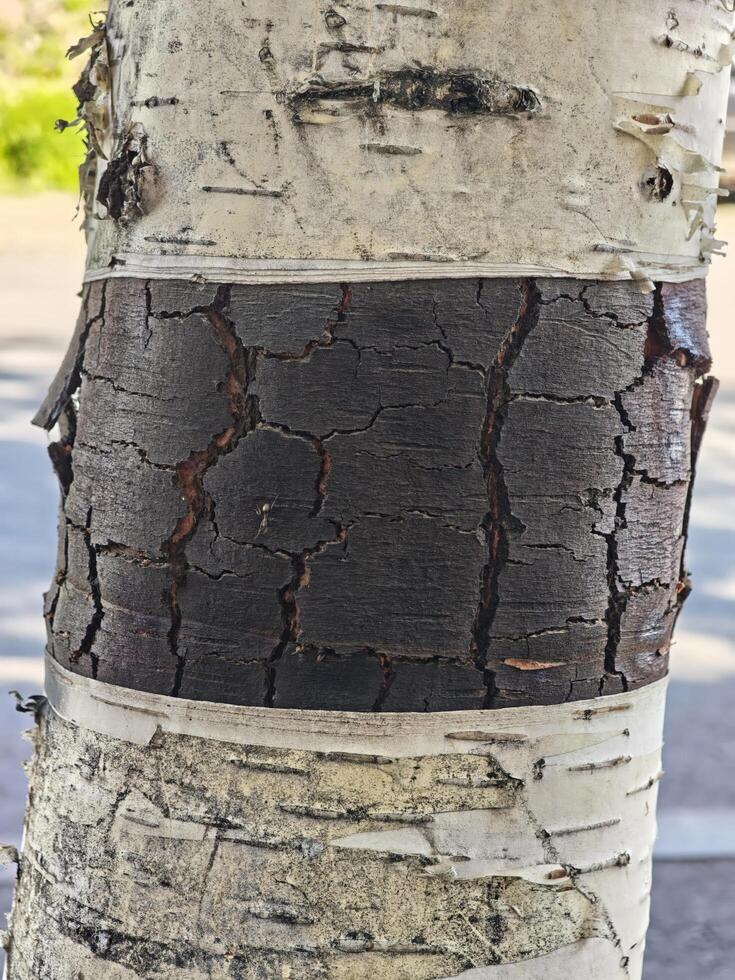 Weathered Birch Tree Bark with Natural Patterns photo
