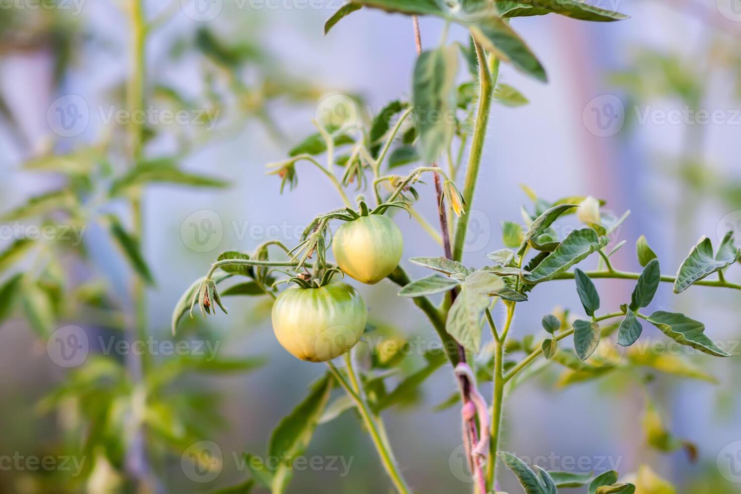 Bushes of tomatoes growing in a greenhouse. Organic vegetables. Natural food ingredients on eco farm. photo