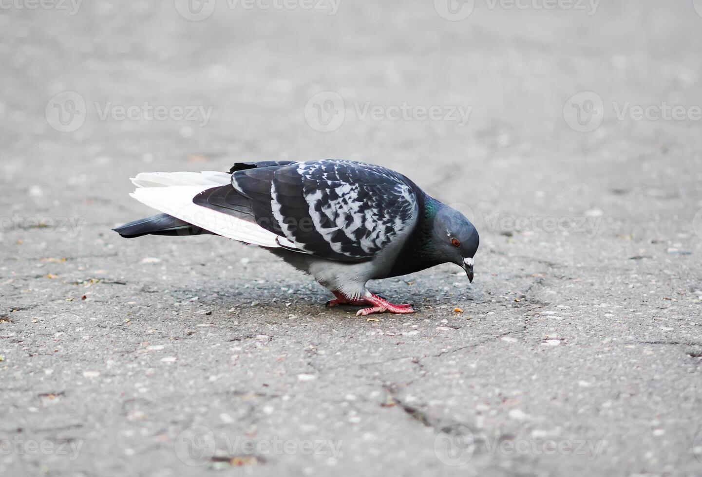 Pigeon bird looking for crumbs on the sidewalk photo