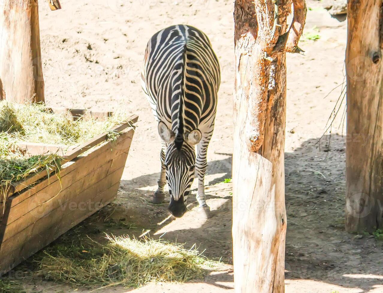 Common Zebra, Equus quagga beautiful striped animal eating dry hay in feeder. photo