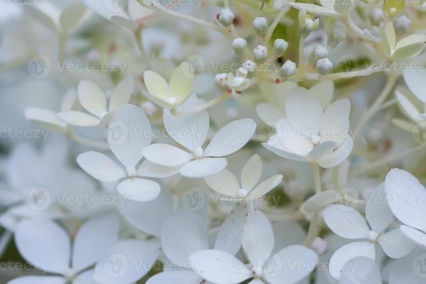 White Hydrangea flowers in a summer garden. Macro shot of delicate petals. photo