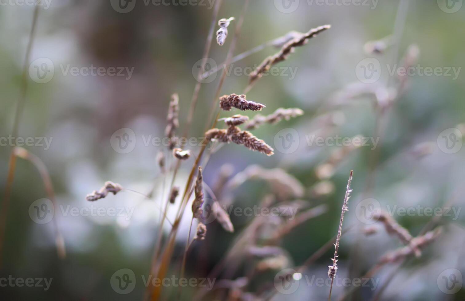 Wildflowers in a meadow close up. photo