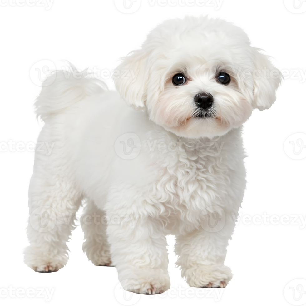 Adorable Fluffy White Maltese Puppy Dog Portrait fluffy png