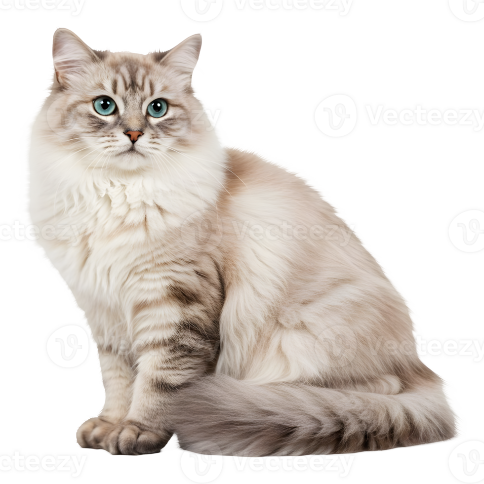 Majestic Cream-Colored Siberian Cat with Striking Blue Eyes Posing Elegantly png
