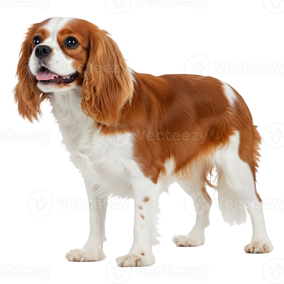 A Stunning Portrait of a Cavalier King Charles Spaniel Dog fur png