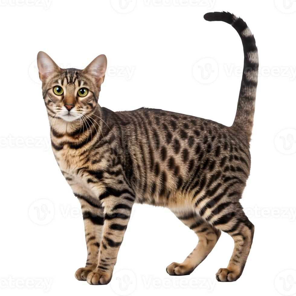 Magnificent Mackerel Tabby Cat with Strikingly Elegant Pose png