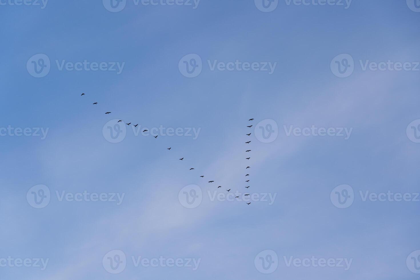 Birds flock in the sky returns from wintering photo