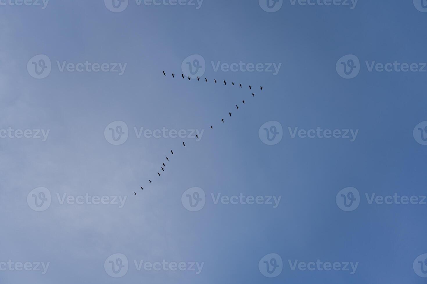 A school of birds in the sky returns from wintering. Birds flock photo