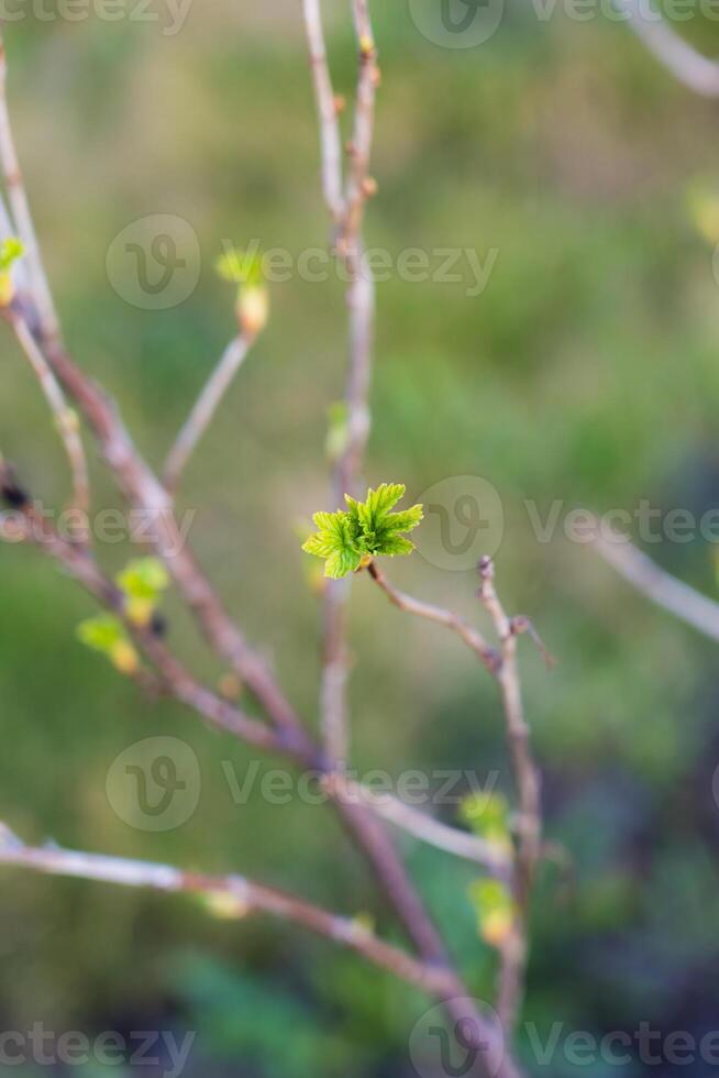 Buds bloom in the spring. Spring mood. The trees come alive photo