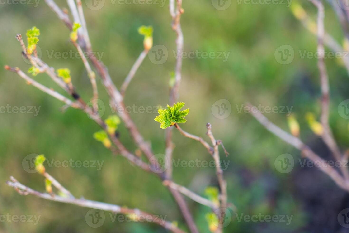 The buds bloom in the spring. Spring mood. The trees come alive photo