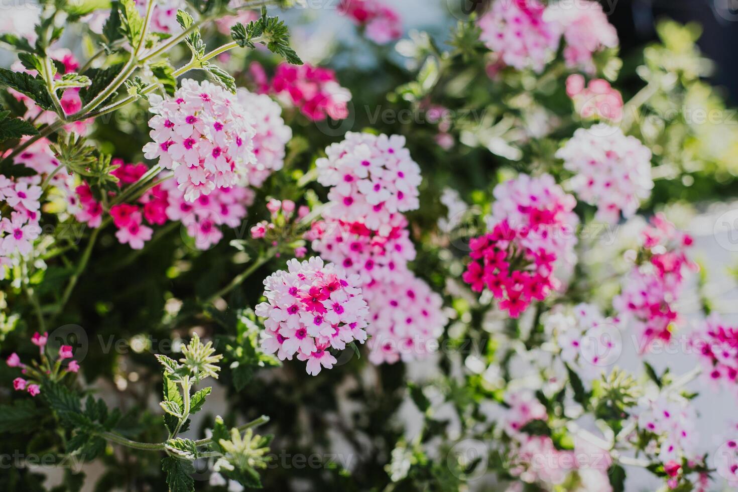 Beautiful bright pink flowers of Verbena on a summer sunny street. Selective focus. photo