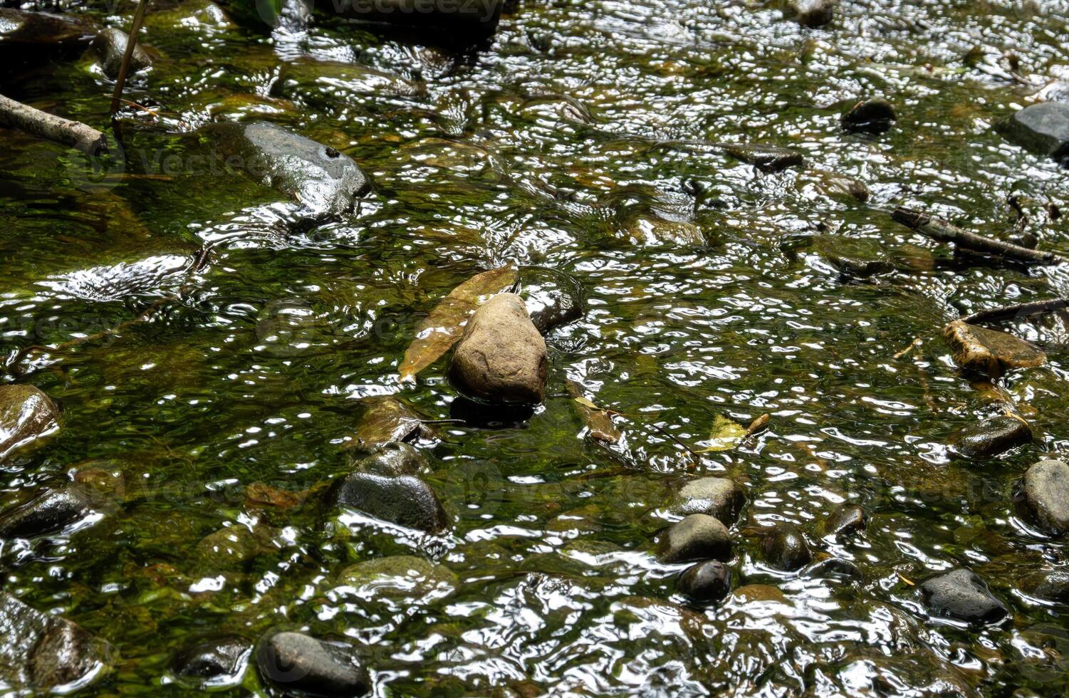 A Tranquil Stream Gently Flowing Over Smooth Rocks in a Beautiful GreenHued Environment photo