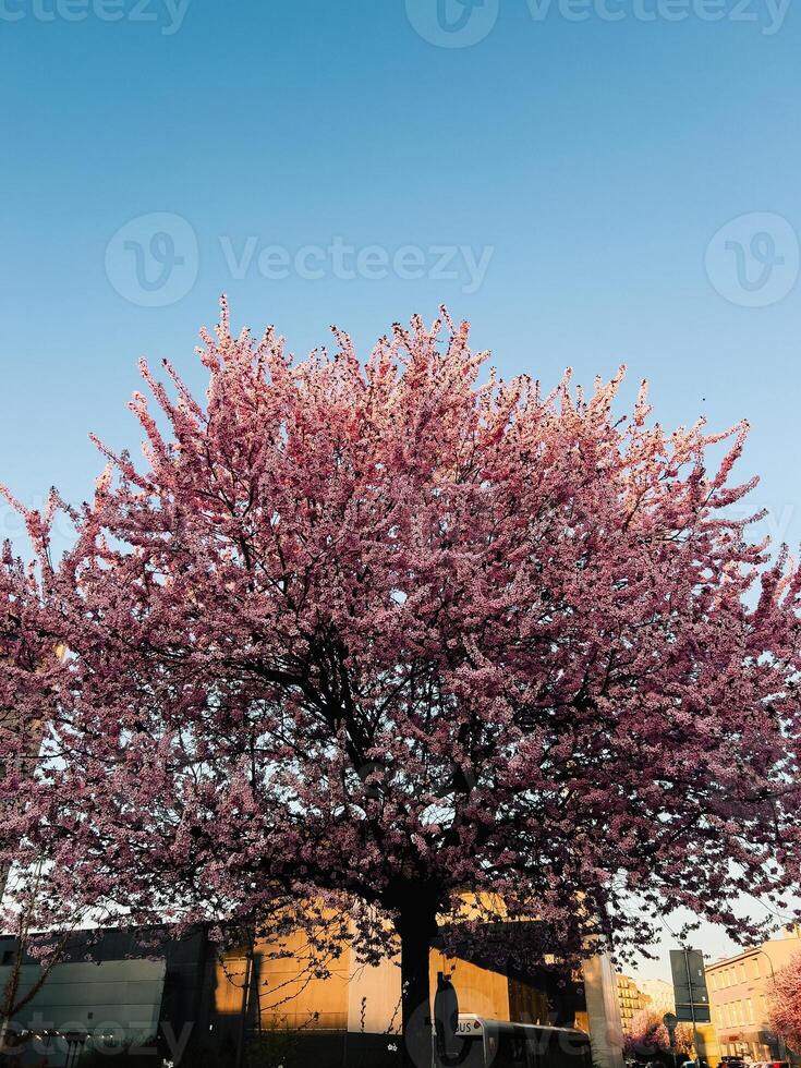 Beautiful pink cherry tree in full bloom standing majestically against vibrant clear blue sky, creating stunning contrast and celebrating arrival of spring in urban setting. Cherry tree blossoming photo
