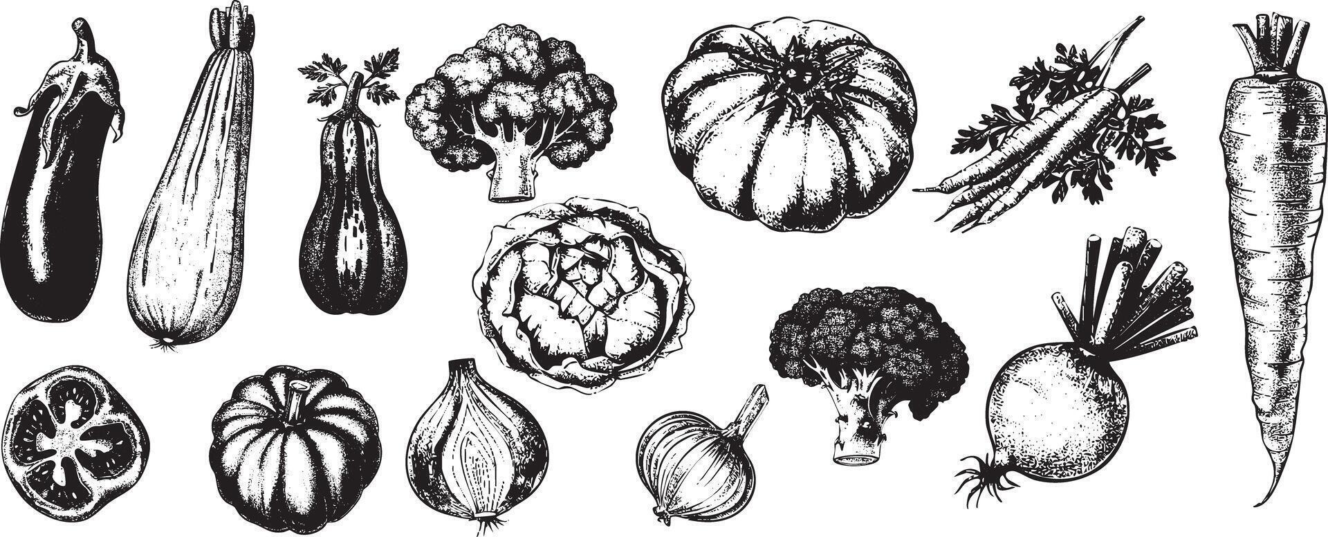 Vintage Engraving Vegetable Collection features Hand Drawn, Retro, Monochrome illustrations perfect for Rustic Kitchen, Thanksgiving, or Eco themed designs. vector
