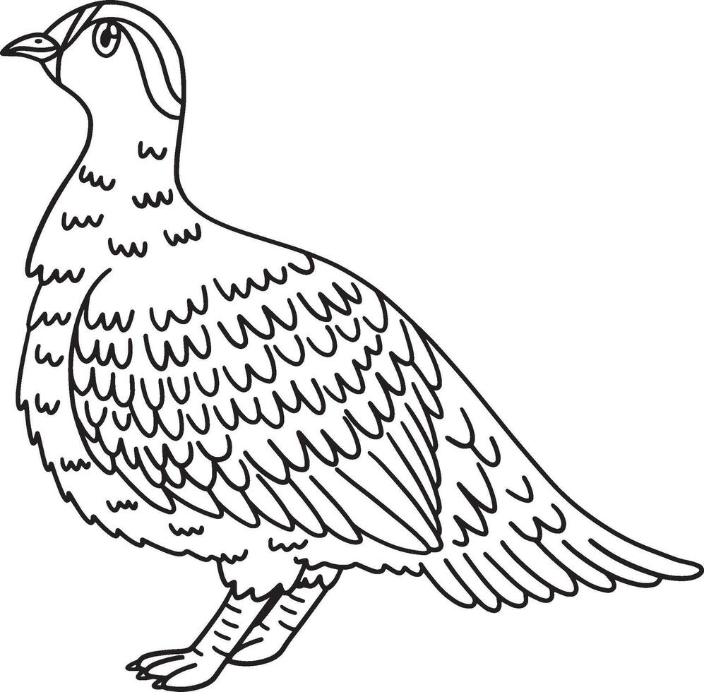 Crowned Sandgrouse Isolated Coloring Page for Kids vector