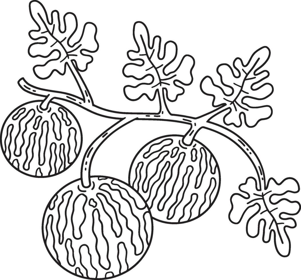 Colocynth Fruit Isolated Coloring Page for Kids vector